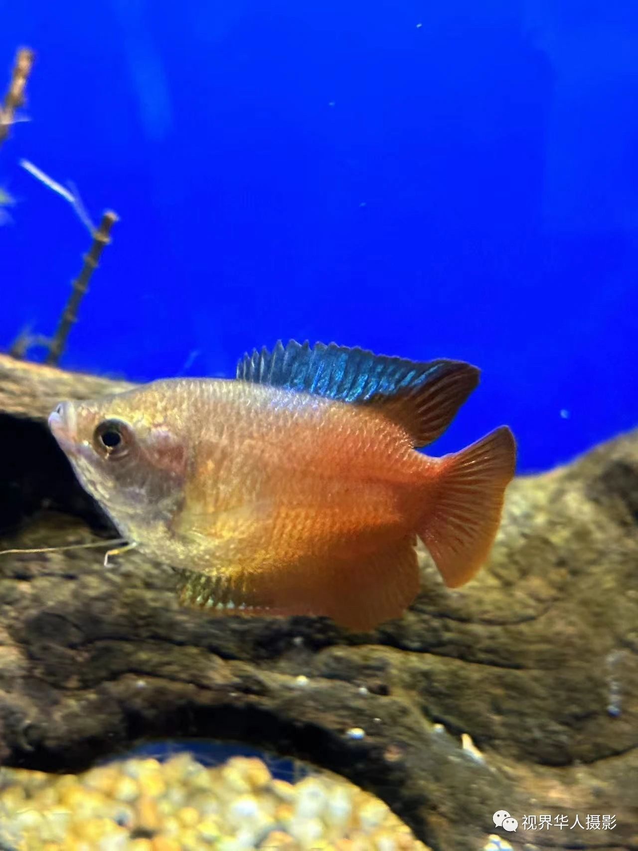 岑国荣|辞旧迎新的祝福:年年有鱼(图33) 34.jpg