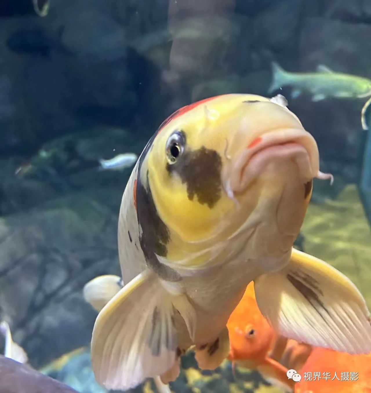 岑国荣|辞旧迎新的祝福:年年有鱼(图34) 35.jpg