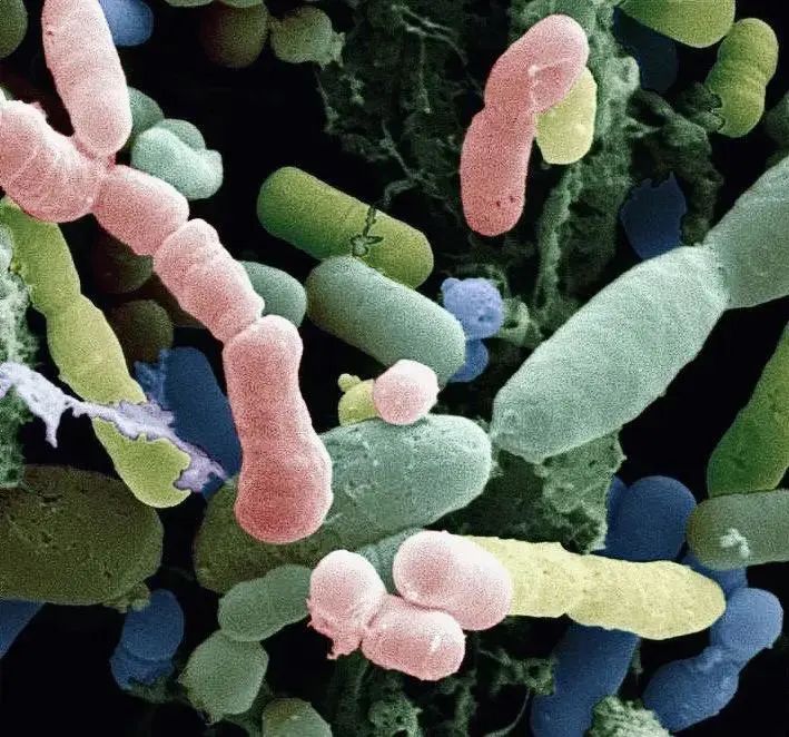 小小的微生物放大了竟然如此可怕——显微镜下的微型生物(图2) 4.jpg