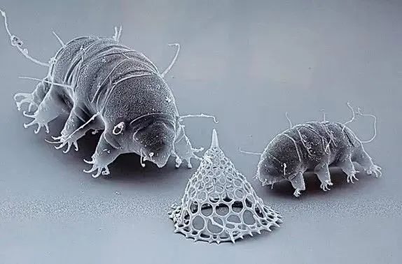 小小的微生物放大了竟然如此可怕——显微镜下的微型生物(图3) 5.jpg