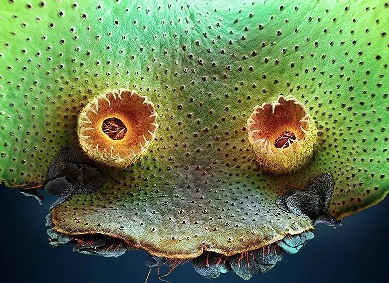 小小的微生物放大了竟然如此可怕——显微镜下的微型生物(图8) 10.jpg