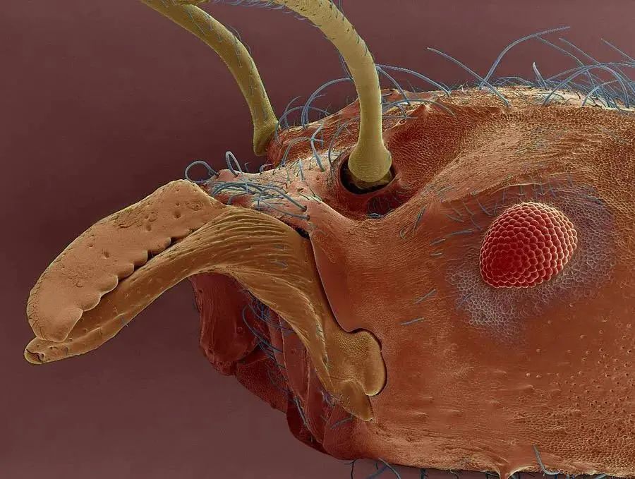 小小的微生物放大了竟然如此可怕——显微镜下的微型生物(图19) 21.jpg