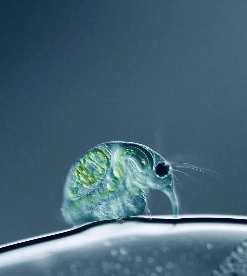 小小的微生物放大了竟然如此可怕——显微镜下的微型生物(图22) 24.jpg