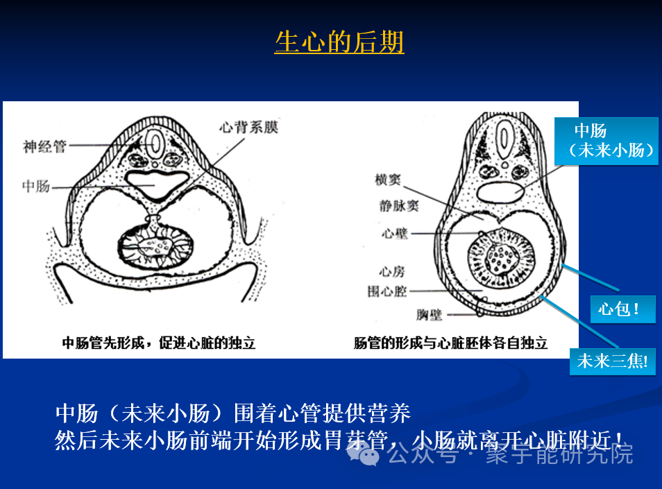 金日光教授:【《黄帝内经》所深藏的奥秘•之十六】到底为什么腑器和脏器之间形成表里关系呢?(图5) 41.png