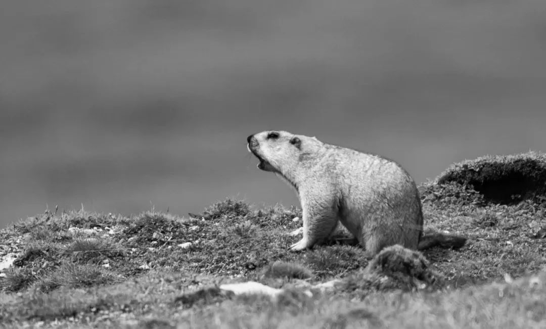 苏武饿得吃草根,为啥不吃羊?(图2) 640.jpg