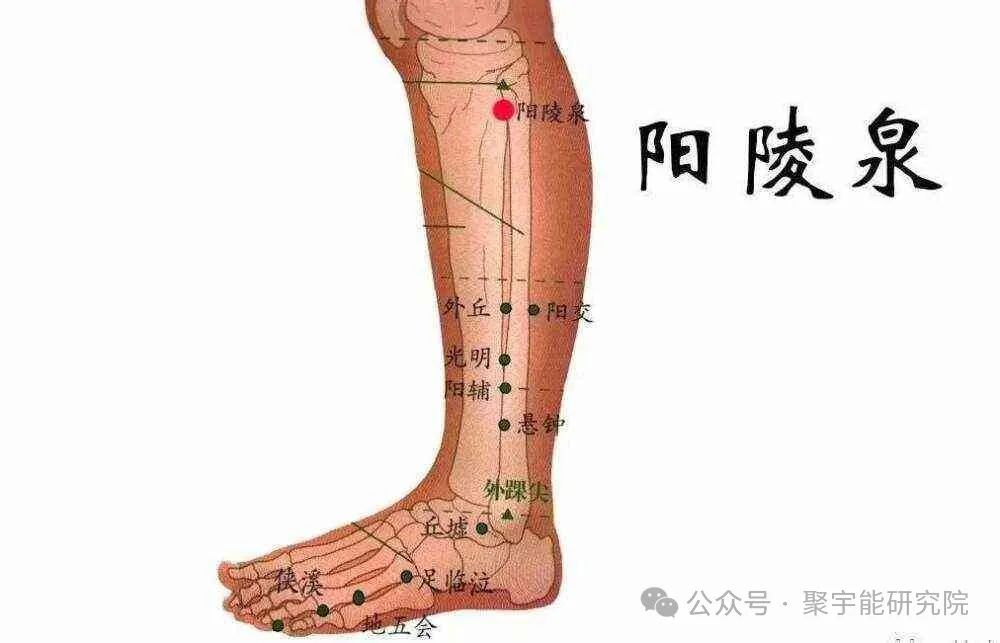 金日光教授:【《黄帝内经》所深藏的奥秘•之三十六】《内经》说 <胆决定十一脏>,这和三个重穴(阳陵泉、环跳、风池)有何关系?(图5) 640.jpg