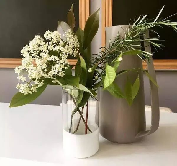 散发精液味的“淫树”,为何被广泛种在校园里?(图7) 640.jpg