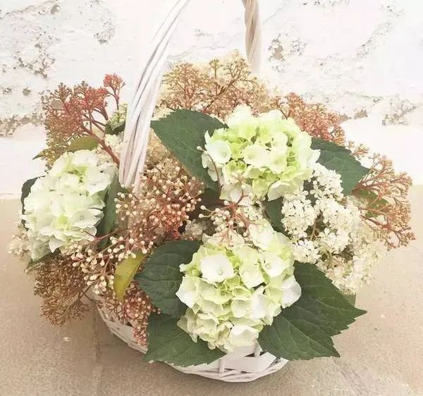 散发精液味的“淫树”,为何被广泛种在校园里?(图8) 640.jpg