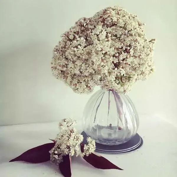 散发精液味的“淫树”,为何被广泛种在校园里?(图10) 640.jpg