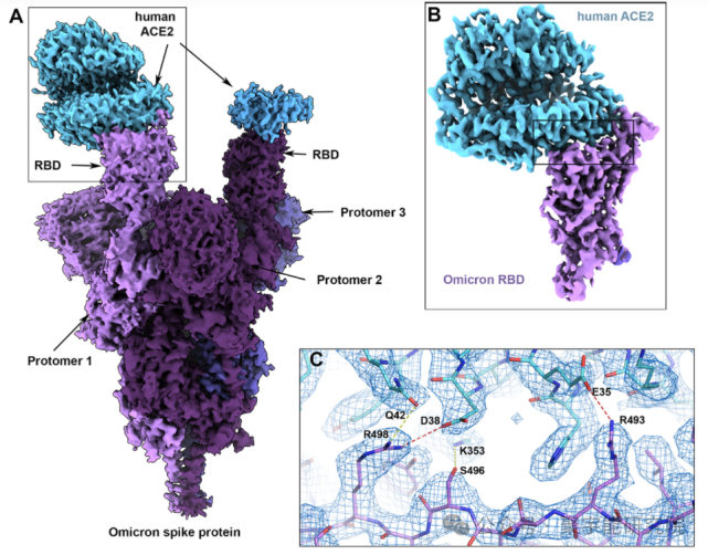 金日光教授:【《黄帝内经》所深藏的奥秘•之四十八】一些群友问,坚持喝山楂和黄芪茶水可与心血管病拜拜,是为什么?(图3) 640.png