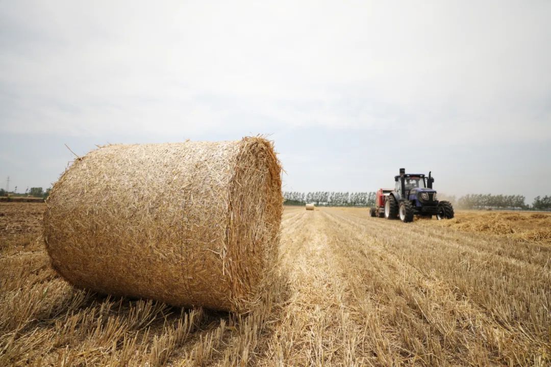 不让烧秸秆,仅看守干部餐食费就10多万元,最后还是烧了……(图1) 640.jpg