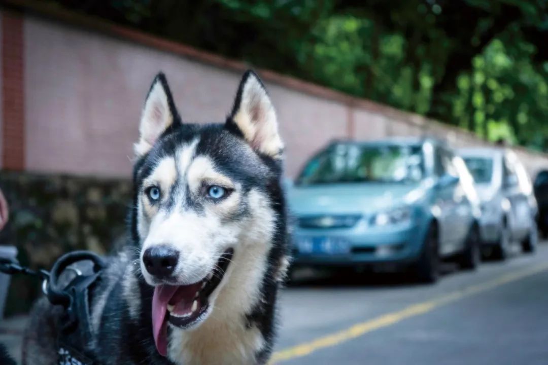 预防狂犬病,别被狗咬就够了吗 | 世界狂犬病日(图1) 640.jpg