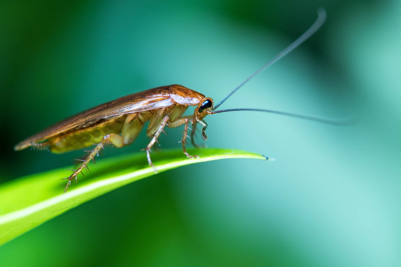 “蟑螂已进化”?佛山疾控:不科学(图3) 3.jpg