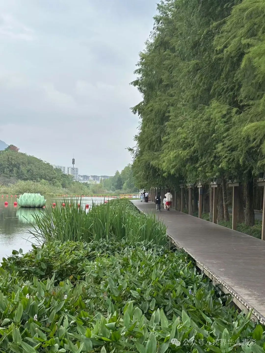 岑国荣|青山湖水上森林的奇幻世界(图14) 640.jpg