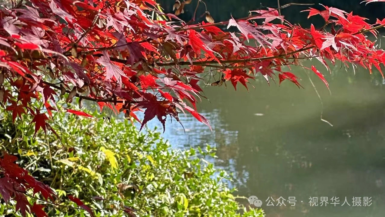 岑国荣|枫叶之韵(图1) 微信图片_20241231144933.jpg