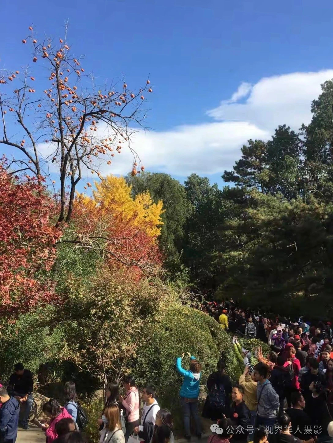 岑国荣|枫叶之韵(图2) 微信图片_20241231145022.jpg