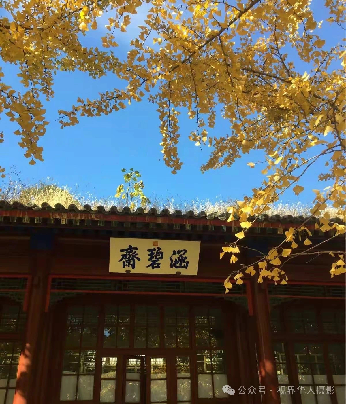 岑国荣|枫叶之韵(图4) 微信图片_20241231145023.jpg