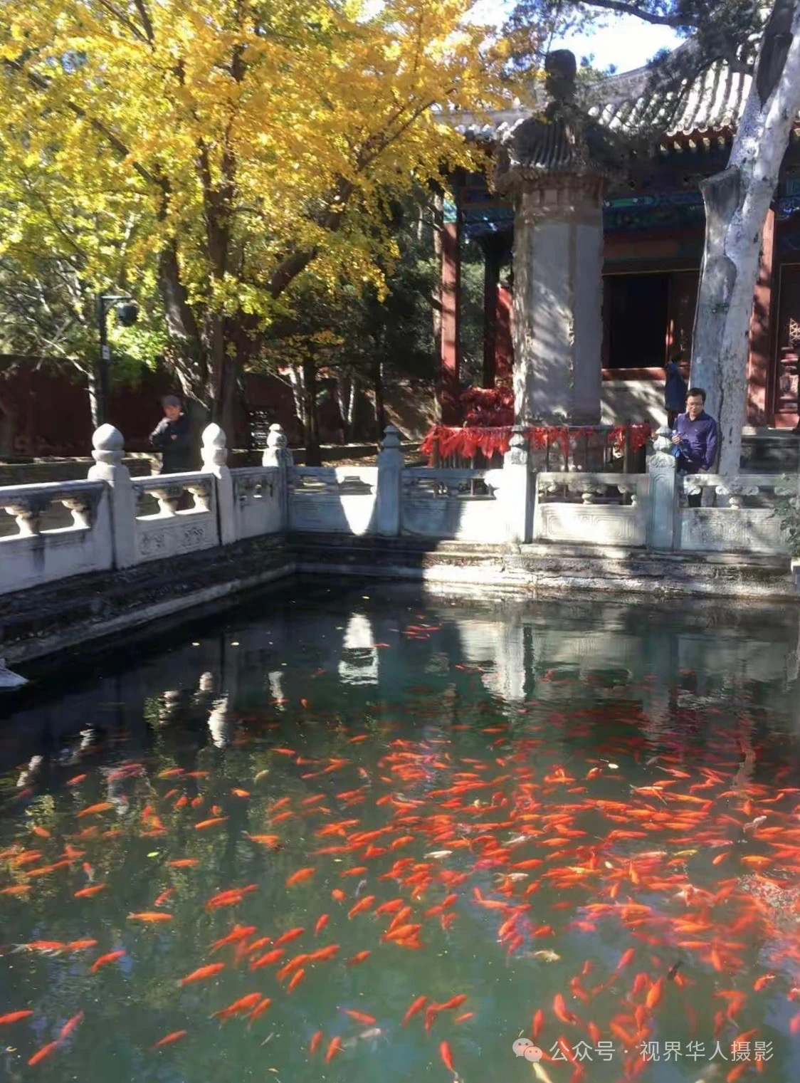 岑国荣|枫叶之韵(图5) 微信图片_202412311450231.jpg