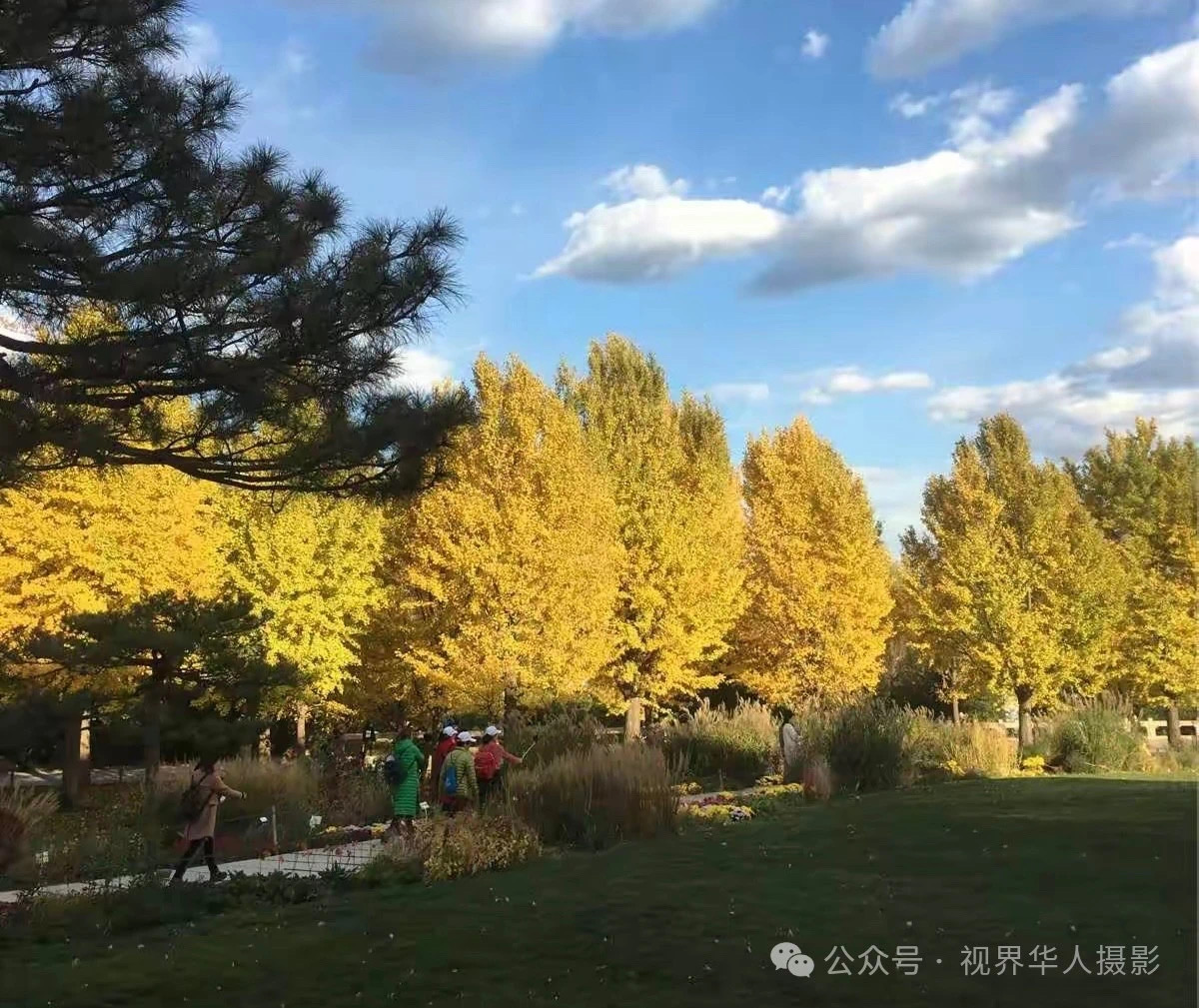 岑国荣|枫叶之韵(图11) 微信图片_202412311450243.jpg