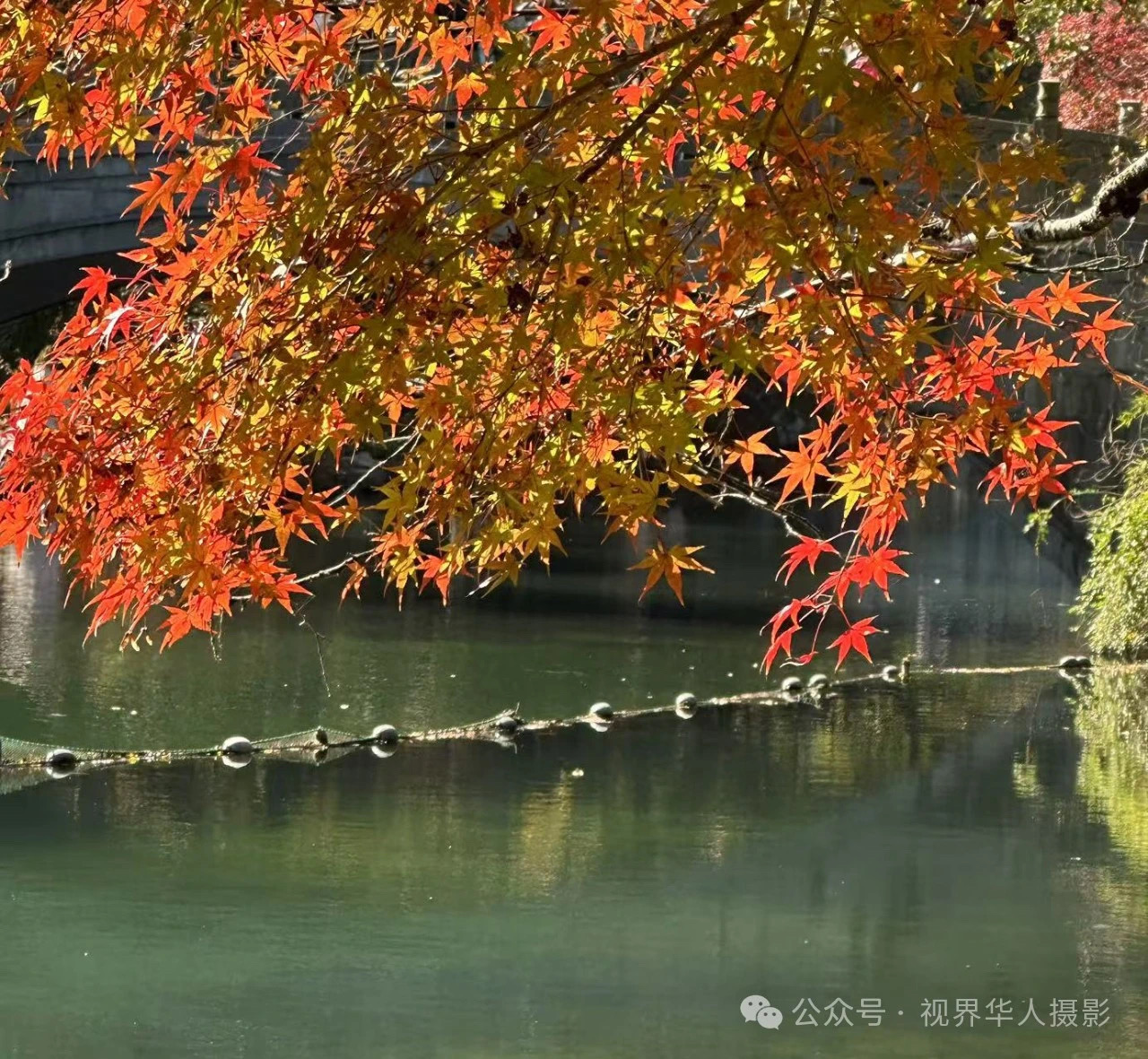 岑国荣|枫叶之韵(图26) 微信图片_202412311450283.jpg