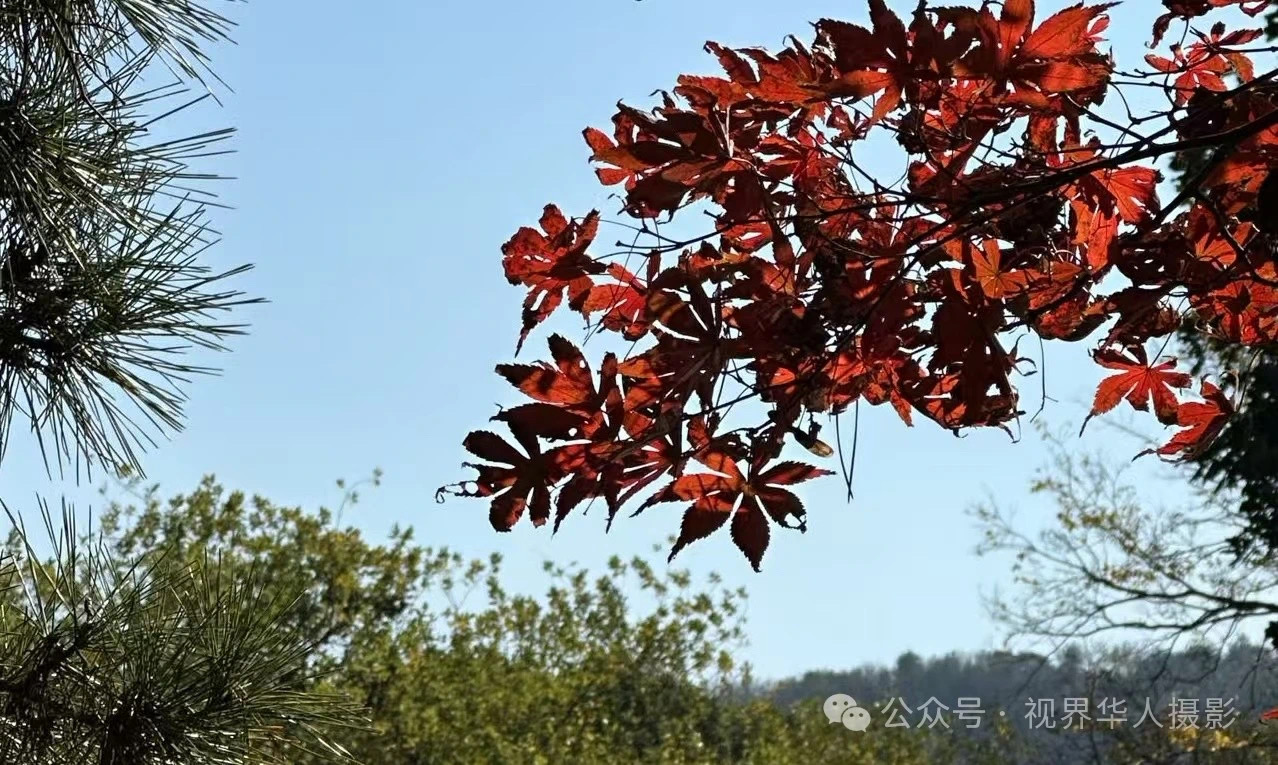 岑国荣|枫叶之韵(图28) 微信图片_202412311450291.jpg