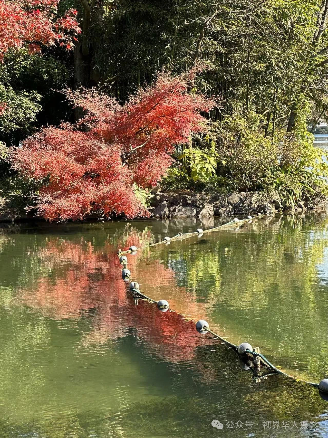 岑国荣|枫叶之韵(图29) 微信图片_202412311450292.jpg
