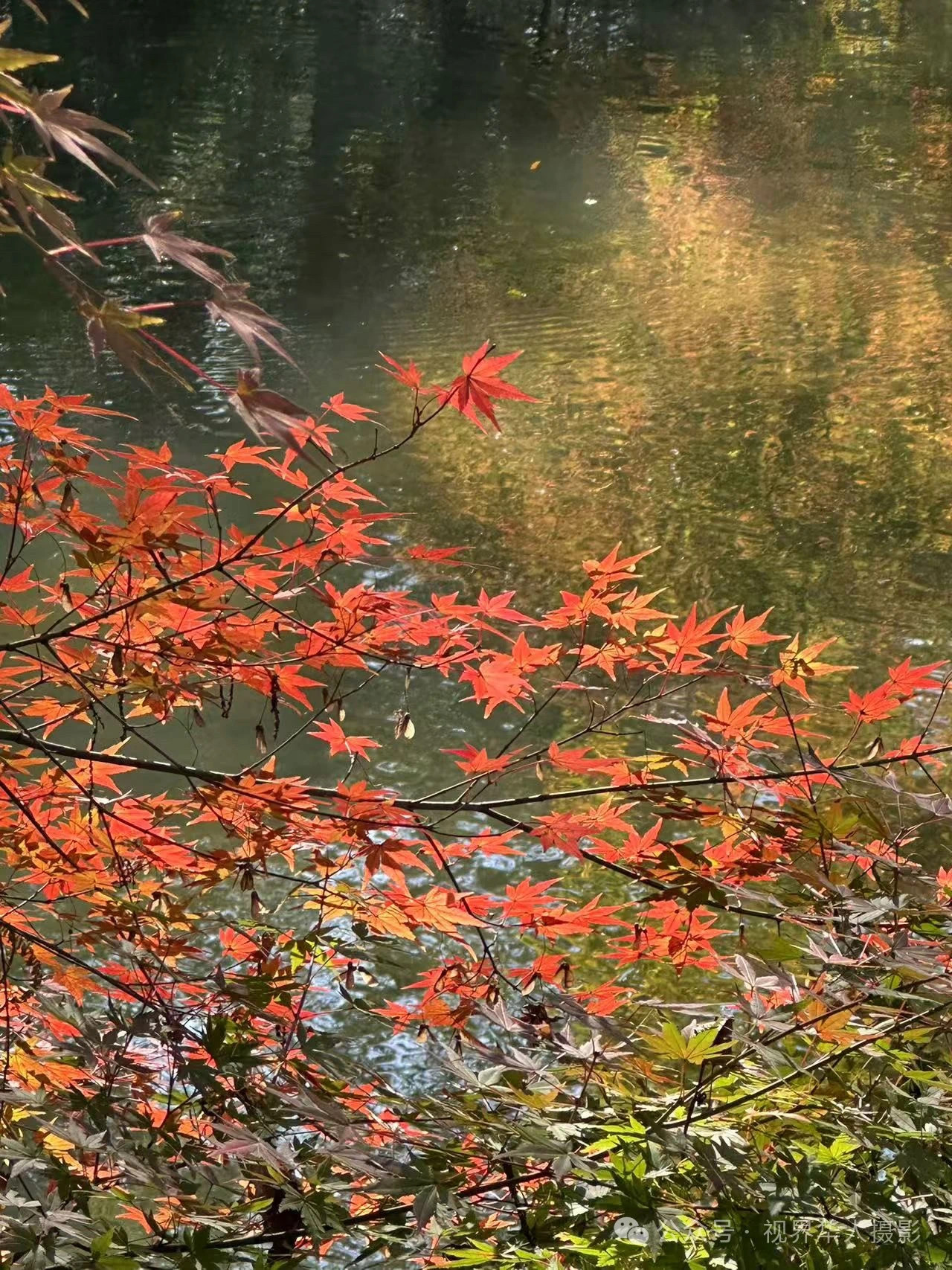 岑国荣|枫叶之韵(图30) 微信图片_20241231145030.jpg