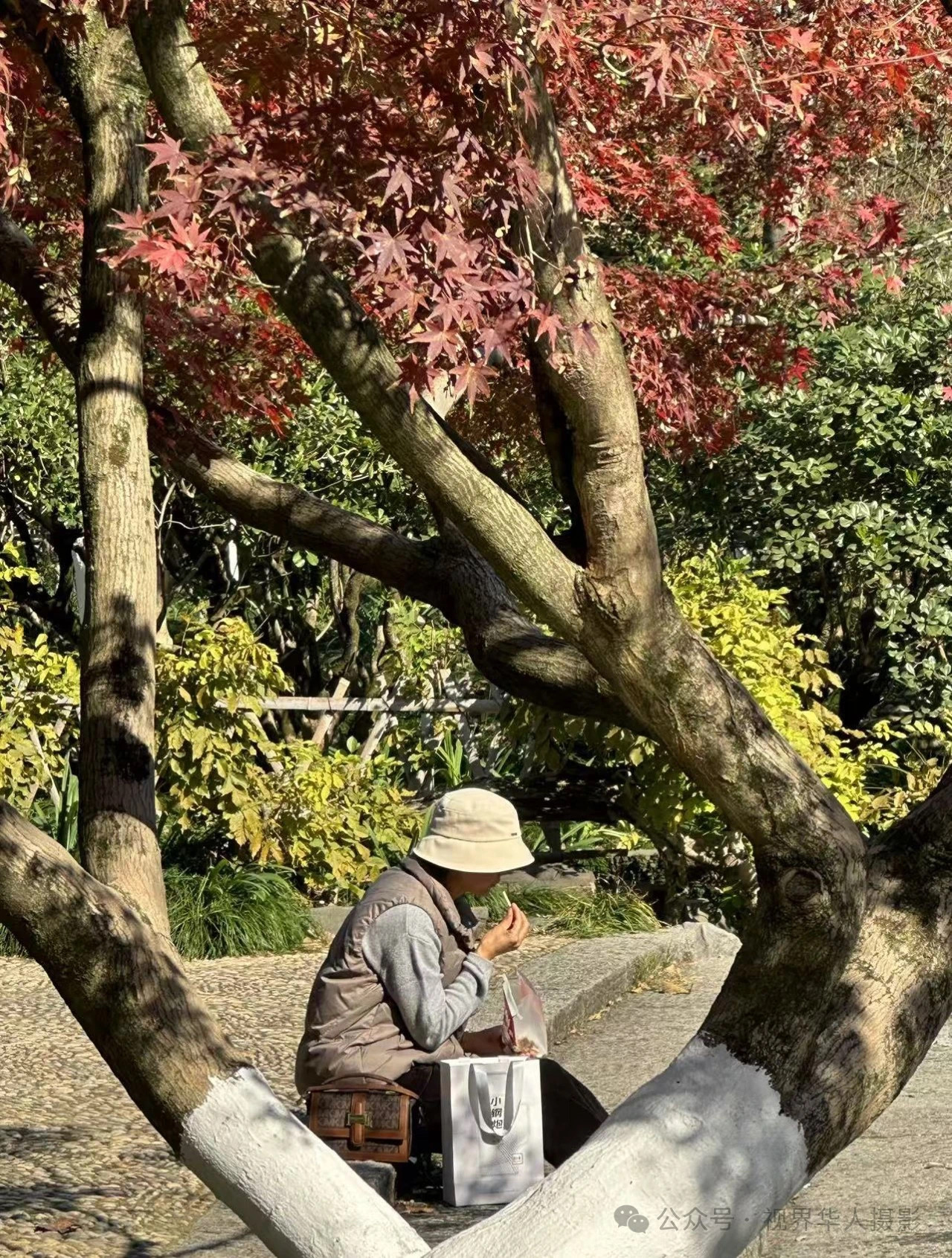 岑国荣|枫叶之韵(图34) 微信图片_20241231145031.jpg