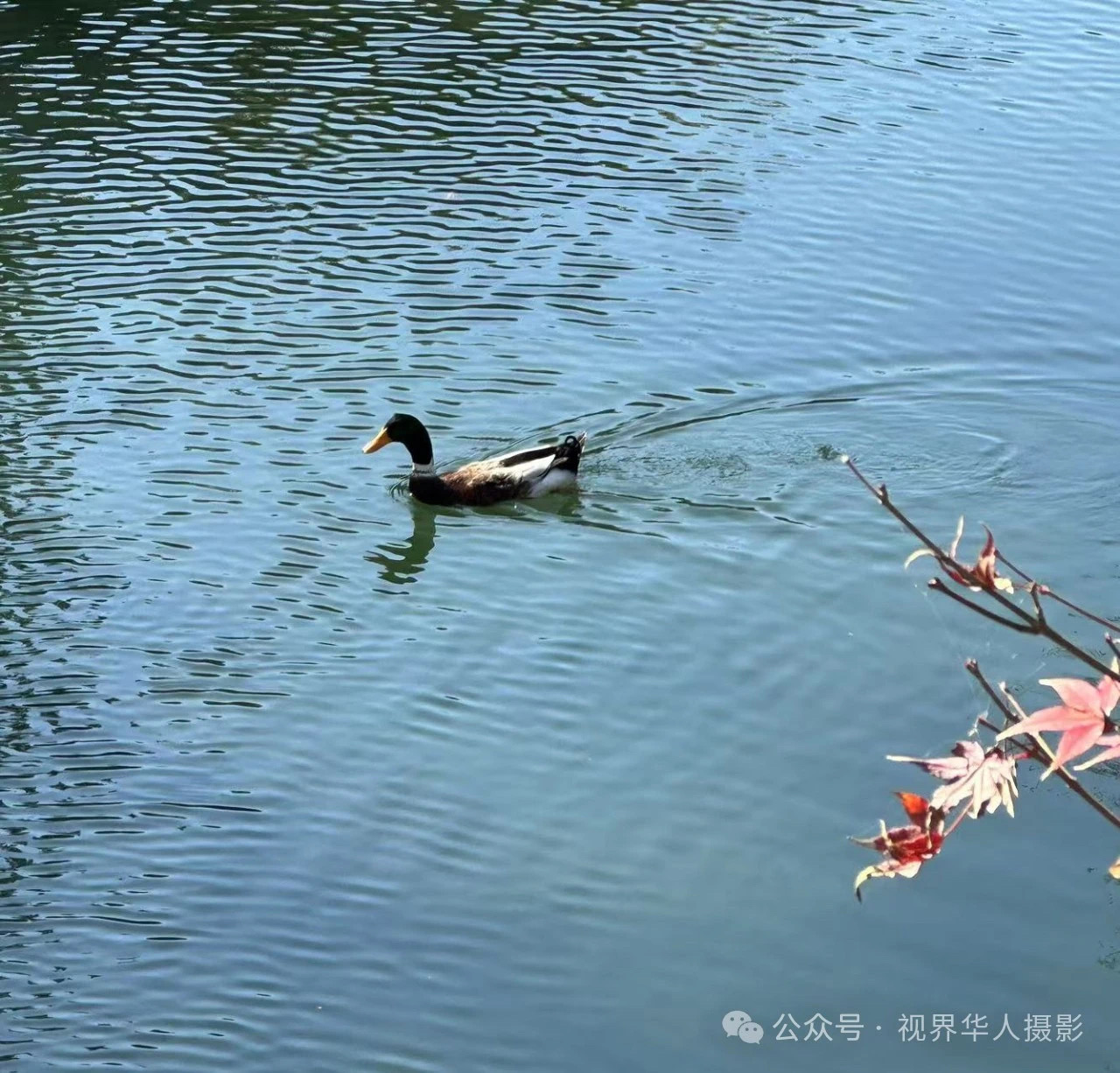 岑国荣|枫叶之韵(图37) 微信图片_202412311450312.jpg