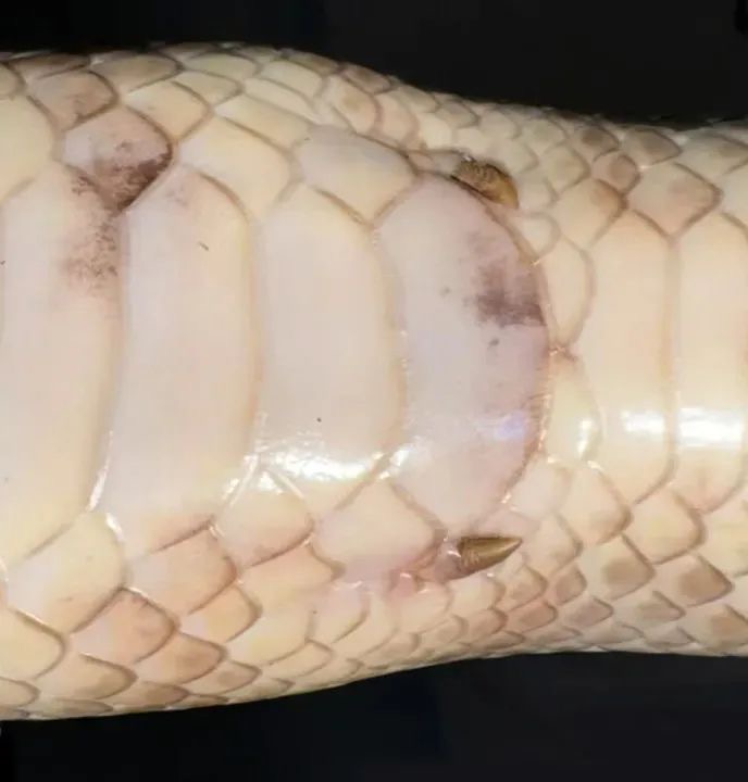 乙巳蛇年第一天,知识点来了!(图2) 微信图片_202501292156482.jpg