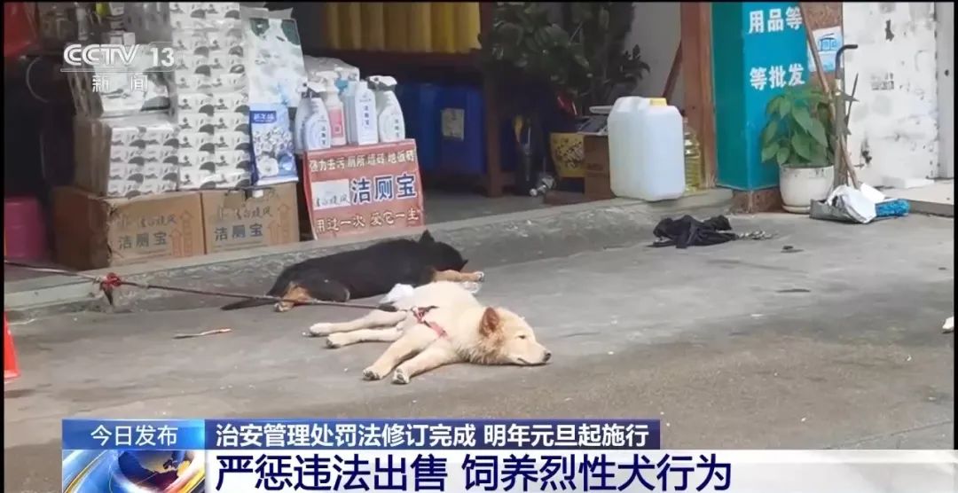 宠物伤人、未成年人违法等行为如何处罚?新修订的治安管理处罚法来了(图1) 宠物伤人、未成年人违法等行为如何处罚?新修订的治安管理处罚法来了(图1)