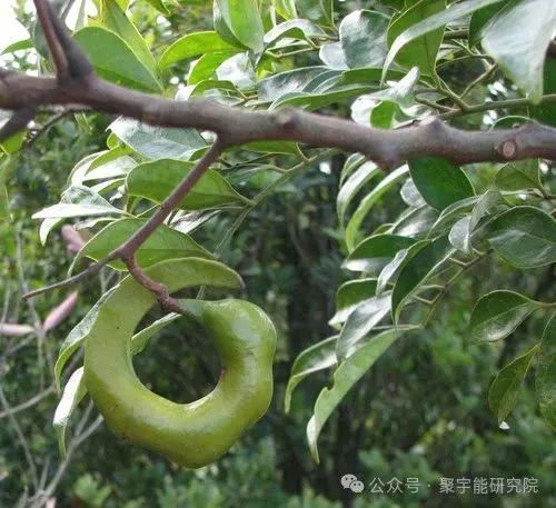 金日光教授:(六十六)永不忘当年钱老劝导我们“用当代科学传承《黄帝内经》医理和建立《中药本草》科学药理标准”的教导(图8) 金日光教授:(六十六)永不忘当年钱老劝导我们“用当代科学传承《黄帝内经》医理和建立《中药本草》科学药理标准”的教导(图8)