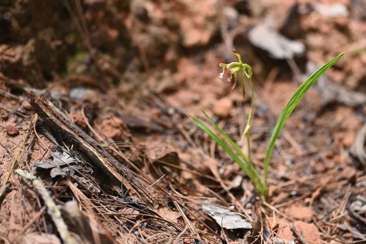 意外！我国再度发现这一灭绝植物(图3)