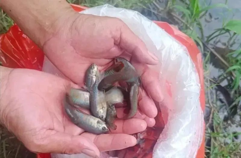 5000多条“灭蚊鱼”,紧急上岗!(图1) 图片