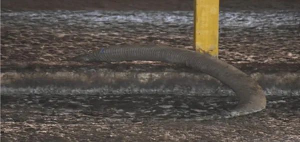 3人在猪粪池中毒溺亡,事故原因披露(图2) 3人在猪粪池中毒溺亡,事故原因披露(图2)