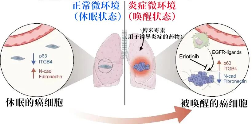 长期炎症会“唤醒”癌细胞!警惕“慢性炎症”,这样能改善→(图1) 1a.jpg