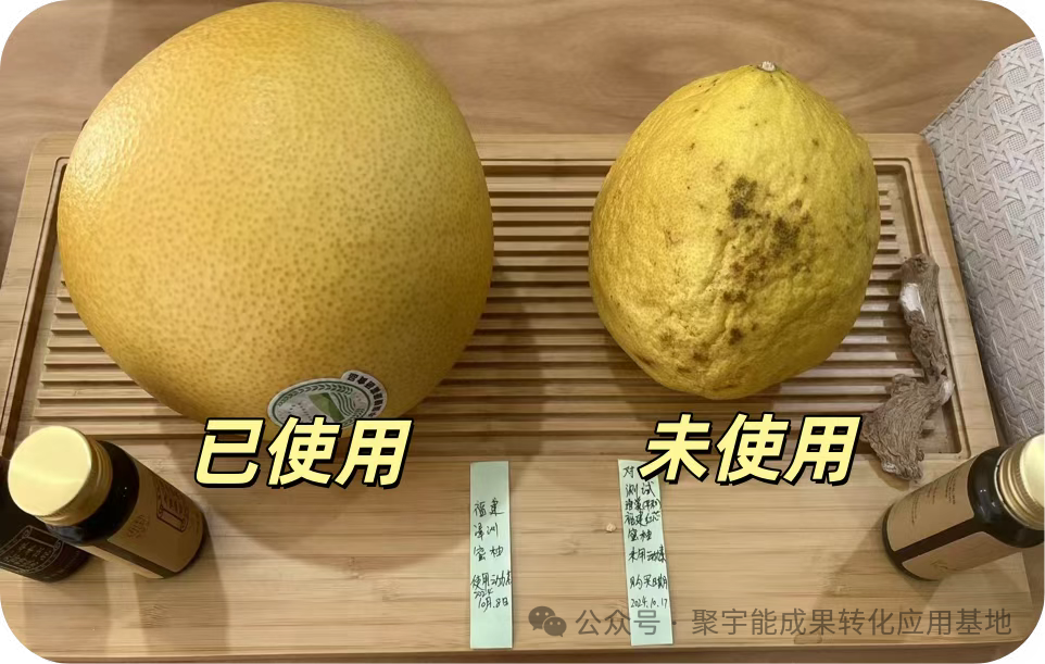 聚宇能黑金动力素助力漳州柚子种植(图5) 聚宇能黑金动力素助力漳州柚子种植(图5)