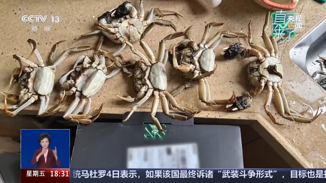 买家AI合成6只“死螃蟹”视频骗商家退款,警方:拘留8天,追缴违法所得195元(图2) 买家AI合成6只“死螃蟹”视频骗商家退款,警方:拘留8天,追缴违法所得195元(图2)